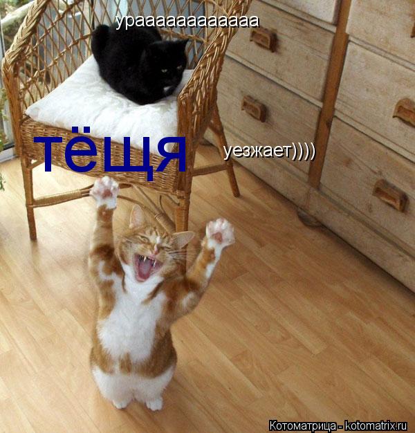 ураааааааааааа ураааааааааааа уезжает)))) тёщя... Котоматрица: ураааааааааааа ураааааааааааа уезжает)))) тёщя