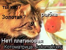 ты кто? рыбка Золотая? Нет! платиновая... Котоматрица: ты кто? рыбка Золотая? Нет! платиновая