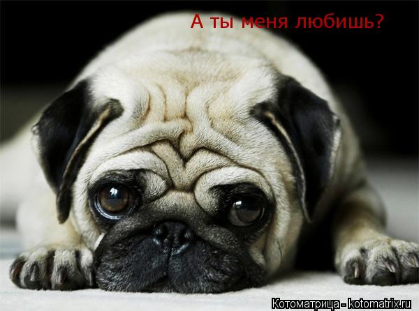 А ты меня любишь?... Котоматрица: А ты меня любишь?