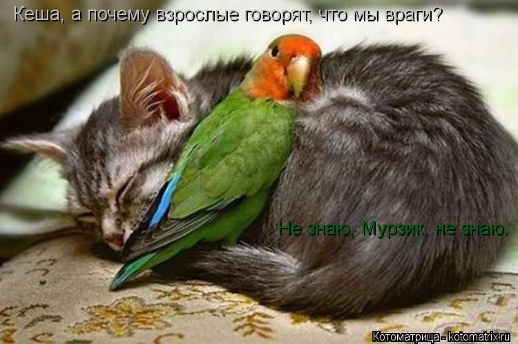 Кеша, а почему взрослые говорят, что мы враги? Не знаю, Мурзик, не знаю.... Котоматрица: Кеша, а почему взрослые говорят, что мы враги? Не знаю, Мурзик, не знаю.