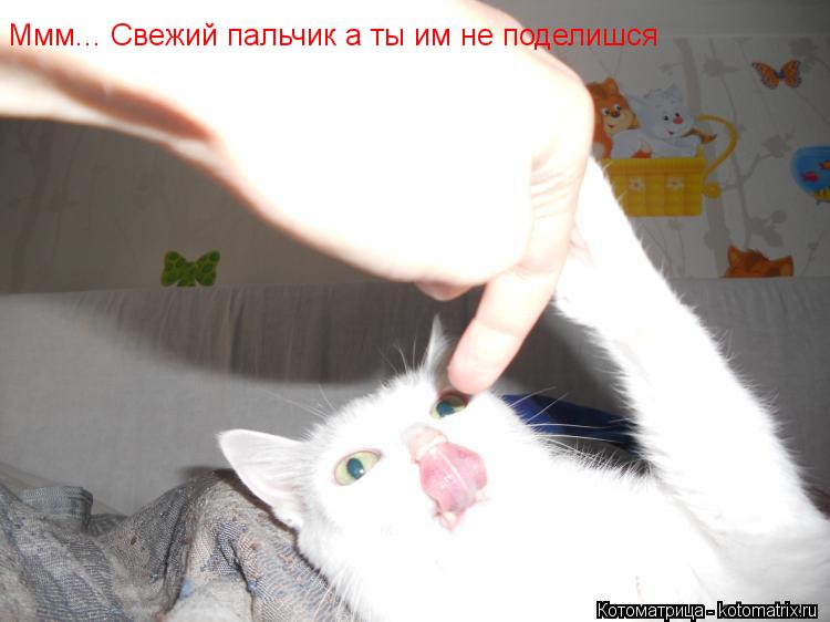 Ммм... Свежий пальчик а ты им не поделишся... Котоматрица: Ммм... Свежий пальчик а ты им не поделишся
