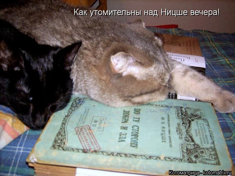 Как утомительны над Ницше вечера!... Котоматрица: Как утомительны над Ницше вечера!