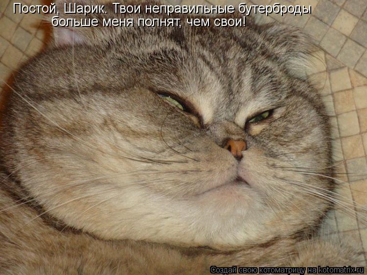 Постой, Шарик. Твои неправильные бутерброды больше меня полнят, чем свои!... Котоматрица: Постой, Шарик. Твои неправильные бутерброды больше меня полнят, чем свои!