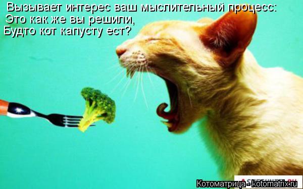 Вызывает интерес ваш мыслительный процесс: Это как же вы решили, Будто кот капусту ест?... Котоматрица: Вызывает интерес ваш мыслительный процесс: Это как же вы решили, Будто кот капусту ест?
