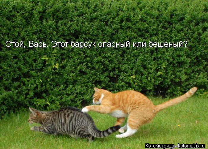 Стой, Вась. Этот барсук опасный или бешеный?... Котоматрица: Стой, Вась. Этот барсук опасный или бешеный?
