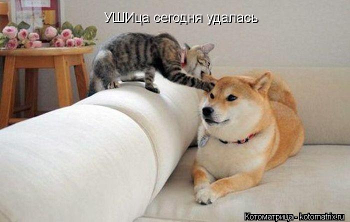 УШИца сегодня удалась... Котоматрица: УШИца сегодня удалась