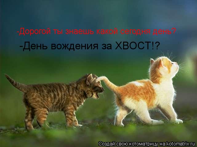 -Дорогой ты знаешь какой сегодня день? -День вождения за ХВОСТ!?... Котоматрица: -Дорогой ты знаешь какой сегодня день? -День вождения за ХВОСТ!?