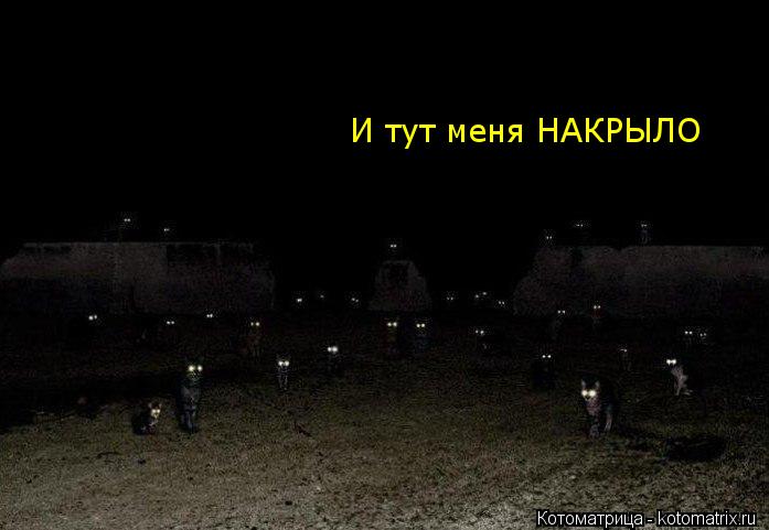 И тут меня НАКРЫЛО... Котоматрица: И тут меня НАКРЫЛО