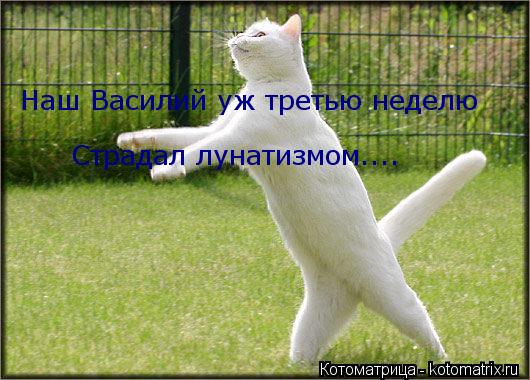 Наш Василий уж третью неделю Страдал лунатизмом....... Котоматрица: Наш Василий уж третью неделю Страдал лунатизмом....