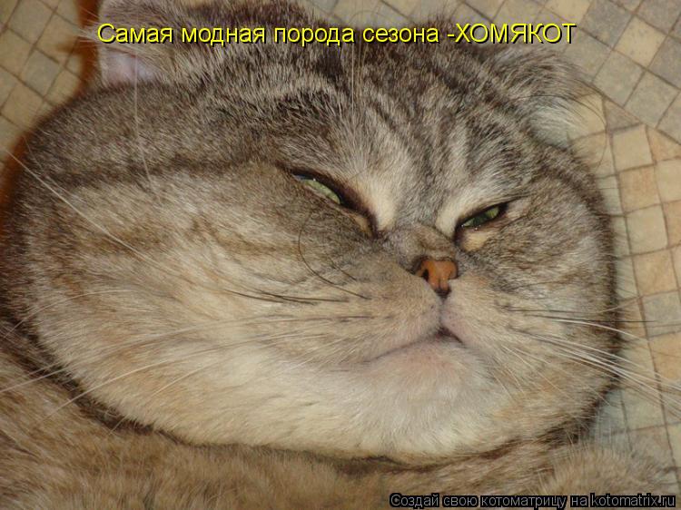 Самая модная порода сезона -ХОМЯКОТ... Котоматрица: Самая модная порода сезона -ХОМЯКОТ