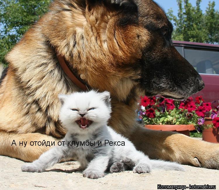 А ну отойди от клумбы и Рекса... Котоматрица: А ну отойди от клумбы и Рекса