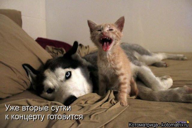 Уже вторые сутки к концерту готовится... Котоматрица: Уже вторые сутки к концерту готовится