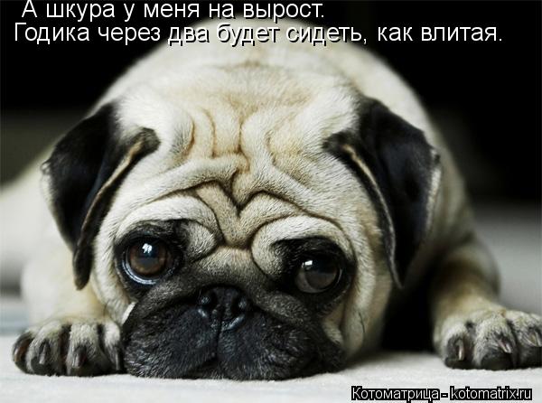 А шкура у меня на вырост. Годика через два будет сидеть, как влитая.... Котоматрица: А шкура у меня на вырост. Годика через два будет сидеть, как влитая.