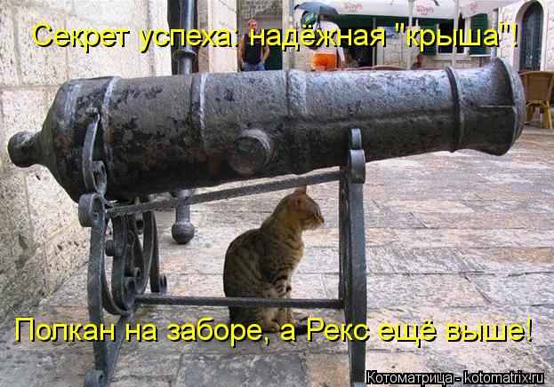 Секрет успеха: надёжная "крыша"! Полкан на заборе, а Рекс ещё выше!... Котоматрица: Секрет успеха: надёжная "крыша"! Полкан на заборе, а Рекс ещё выше!