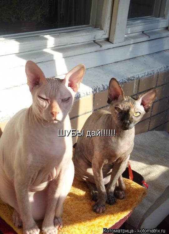 ШУБЫ дай!!!!!!... Котоматрица: ШУБЫ дай!!!!!!