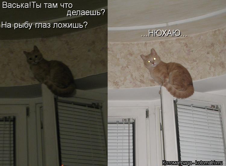 Васька!Ты там что делаешь? На рыбу глаз ложишь? ...НЮХАЮ...... Котоматрица: Васька!Ты там что делаешь? На рыбу глаз ложишь? ...НЮХАЮ...