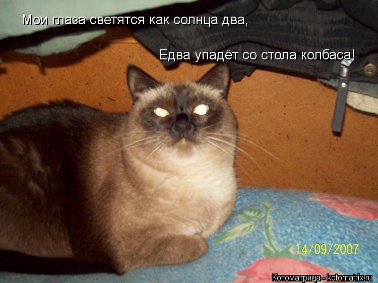 Котоматрица: Мои глаза светятся как солнца два, Едва упадёт со стола колбаса!
