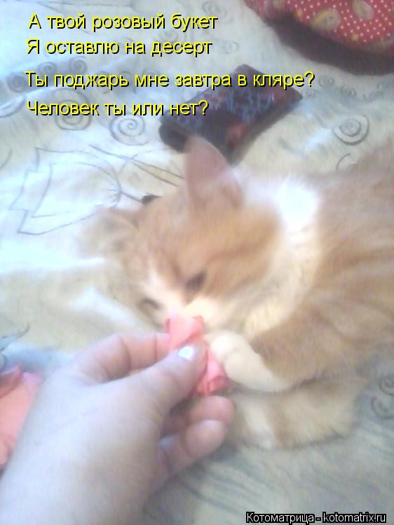 А твой розовый букет Я оставлю на десерт Ты поджарь мне завтра в кляре? Человек ты или нет?... Котоматрица: А твой розовый букет Я оставлю на десерт Ты поджарь мне завтра в кляре? Человек ты или нет?