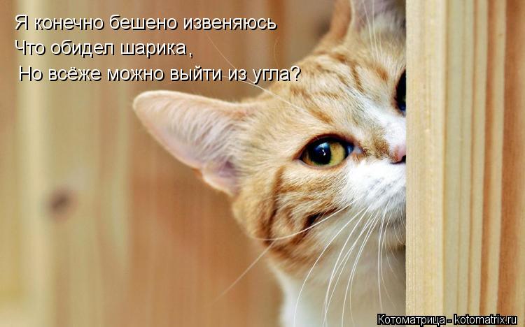 Я конечно бешено извеняюсь Что обидел шарика Но всёже можно выйти из угла? ,... Котоматрица: Я конечно бешено извеняюсь Что обидел шарика Но всёже можно выйти из угла? ,
