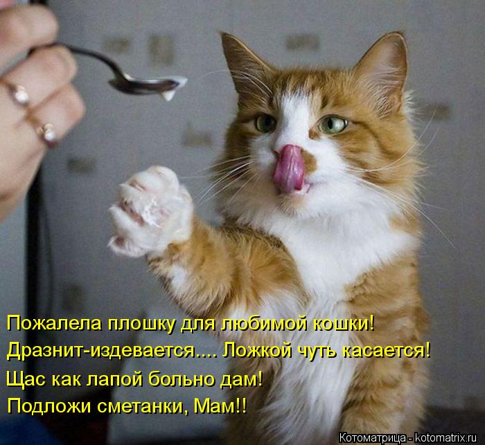 Пожалела плошку для любимой кошки! Дразнит-издевается.... Ложкой чуть касается! Щас как лапой больно ... Котоматрица: Пожалела плошку для любимой кошки! Дразнит-издевается.... Ложкой чуть касается! Щас как лапой больно дам! Подложи сметанки, Мам!!