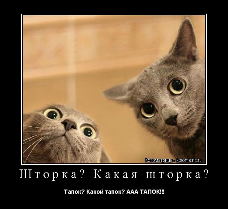 Шторка? Какая шторка? Тапок? Какой тапок? ААА ТАПОК!!!... Котоматрица: Шторка? Какая шторка? Тапок? Какой тапок? ААА ТАПОК!!!