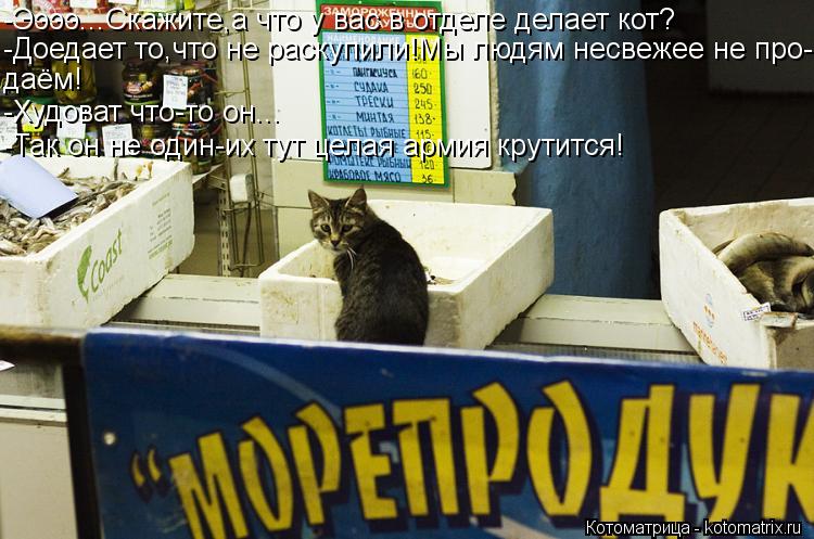 -Ээээ...Скажите,а что у вас в отделе делает кот? -Доедает то,что не раскупили!Мы людям несвежее не пр... Котоматрица: -Ээээ...Скажите,а что у вас в отделе делает кот? -Доедает то,что не раскупили!Мы людям несвежее не про- даём! -Худоват что-то он... -Так он не один-
