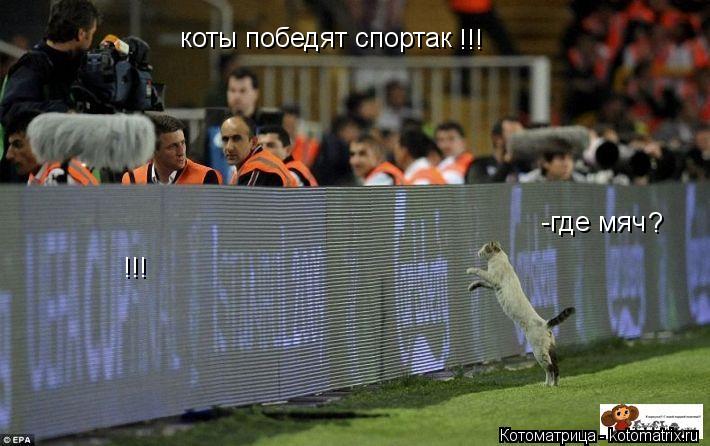 коты победят спортак -где мяч ? !!! !!!... Котоматрица: коты победят спортак -где мяч ? !!! !!!