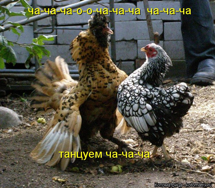 ча-ча-ча-о-о-ча-ча-ча ча-ча-ча танцуем ча-ча-ча... Котоматрица: ча-ча-ча-о-о-ча-ча-ча ча-ча-ча танцуем ча-ча-ча