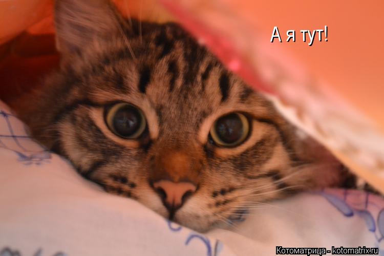 А я тут!... Котоматрица: А я тут!