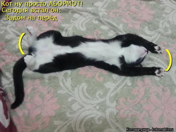 Кот ну просто АБОРМОТ! Сегодня встал он: Задом на перёд ) (... Котоматрица: Кот ну просто АБОРМОТ! Сегодня встал он: Задом на перёд ) (