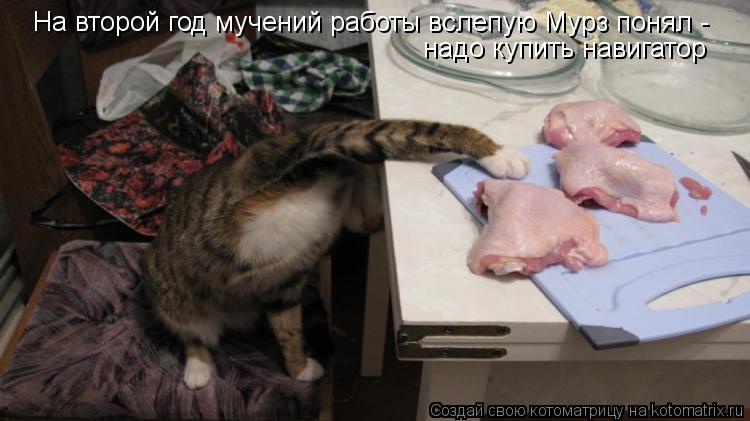 На второй год мучений работы вслепую Мурз понял - надо купить навигатор... Котоматрица: На второй год мучений работы вслепую Мурз понял - надо купить навигатор