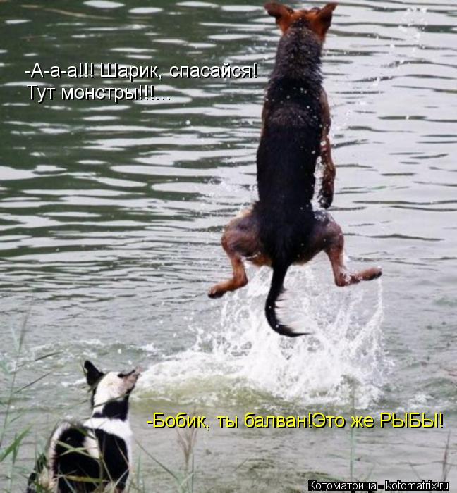 -А-а-а!!! Шарик, спасайся! Тут монстры!!!... -Бобик, ты балван!Это же РЫБЫ!... Котоматрица: -А-а-а!!! Шарик, спасайся! Тут монстры!!!... -Бобик, ты балван!Это же РЫБЫ!