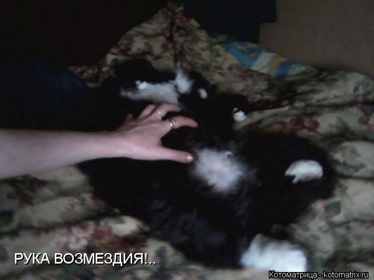 РУКА ВОЗМЕЗДИЯ!..... Котоматрица: РУКА ВОЗМЕЗДИЯ!..
