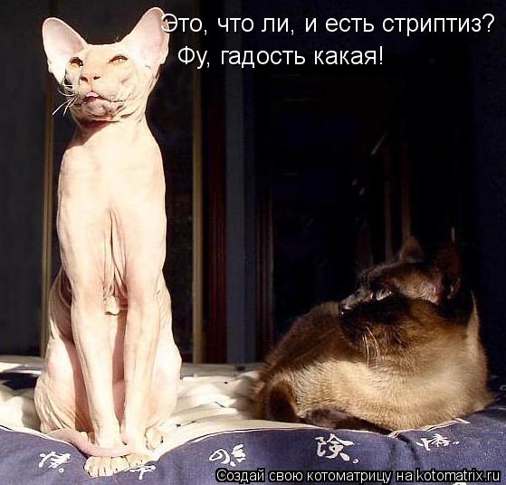 Это, что ли, и есть стриптиз? Фу, гадость какая!... Котоматрица: Это, что ли, и есть стриптиз? Фу, гадость какая!