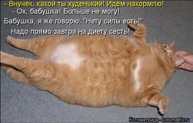 - Внучек, какой ты худенький! Идём накормлю! - Ох, бабушка! Больше не могу! Бабушка, я же говорю: "Не... Котоматрица: - Внучек, какой ты худенький! Идём накормлю! - Ох, бабушка! Больше не могу! Бабушка, я же говорю: "Нету силы есть!" Надо прямо завтра на диету сес