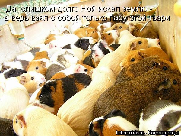 Да, слишком долго Ной искал землю - а ведь взял с собой только пару этой твари... Котоматрица: Да, слишком долго Ной искал землю - а ведь взял с собой только пару этой твари