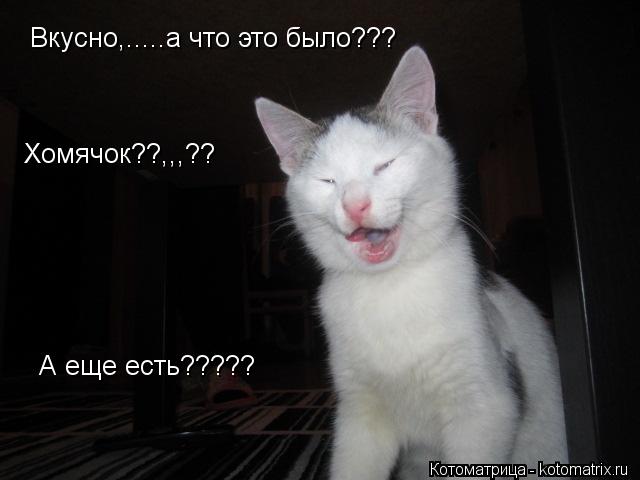 Вкусно,.....а что это было??? Хомячок??,,,?? А еще есть?????... Котоматрица: Вкусно,.....а что это было??? Хомячок??,,,?? А еще есть?????