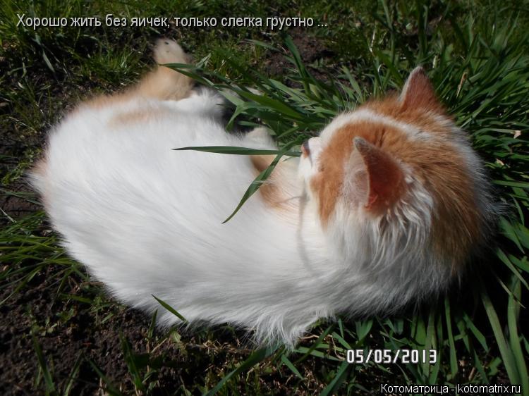 Хорошо жить без яичек, только слегка грустно ...... Котоматрица: Хорошо жить без яичек, только слегка грустно ...