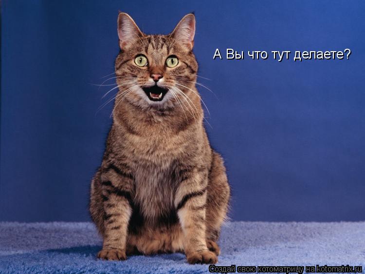 А Вы что тут делаете?... Котоматрица: А Вы что тут делаете?