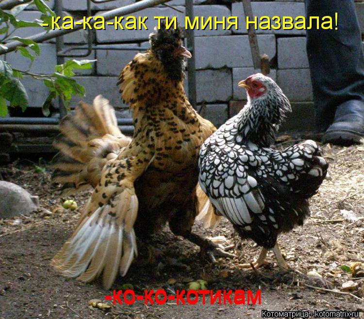 ка-ка-как ти миня назвала - -ко-ко-котикам -ко-ко-котикам !... Котоматрица: ка-ка-как ти миня назвала - -ко-ко-котикам -ко-ко-котикам !