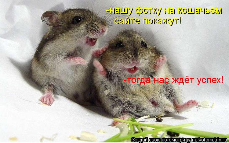 -нашу фотку на кошачьем сайте покажут! -тогда нас ждёт успех!... Котоматрица: -нашу фотку на кошачьем сайте покажут! -тогда нас ждёт успех!