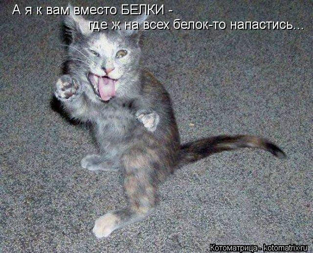 А я к вам вместо БЕЛКИ - где ж на всех белок-то напастись...... Котоматрица: А я к вам вместо БЕЛКИ - где ж на всех белок-то напастись...