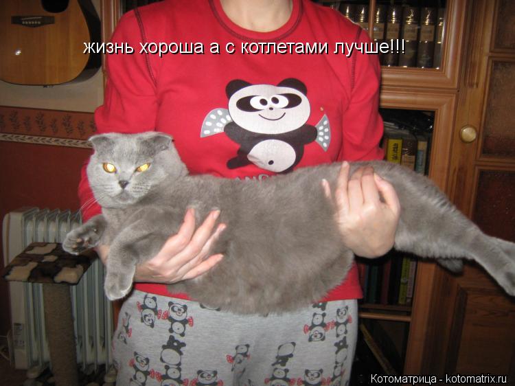 жизнь хороша а с котлетами лучше!!! жизнь хороша а с котлетами лучше!!!... Котоматрица: жизнь хороша а с котлетами лучше!!! жизнь хороша а с котлетами лучше!!!