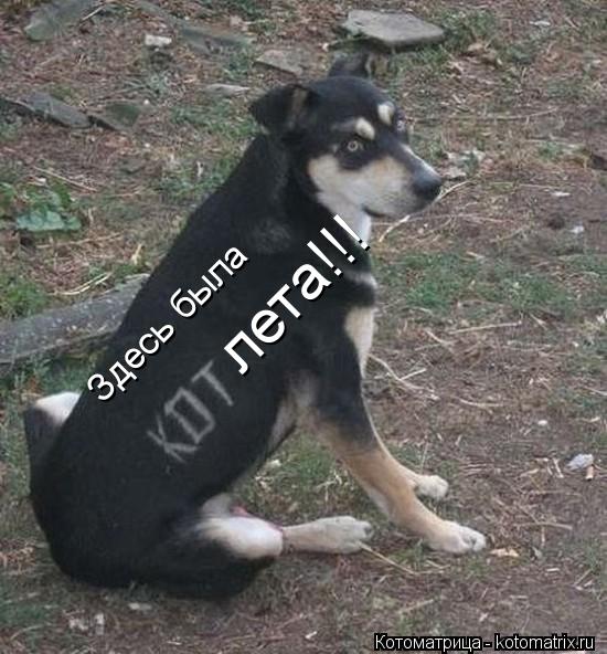 Здесь была Здесь была лета!!!... Котоматрица: Здесь была Здесь была лета!!!