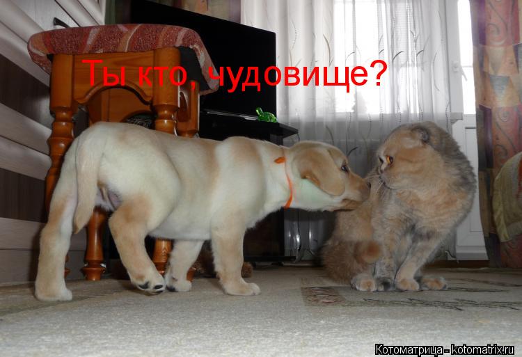 Ты кто, чудовище?... Котоматрица: Ты кто, чудовище?