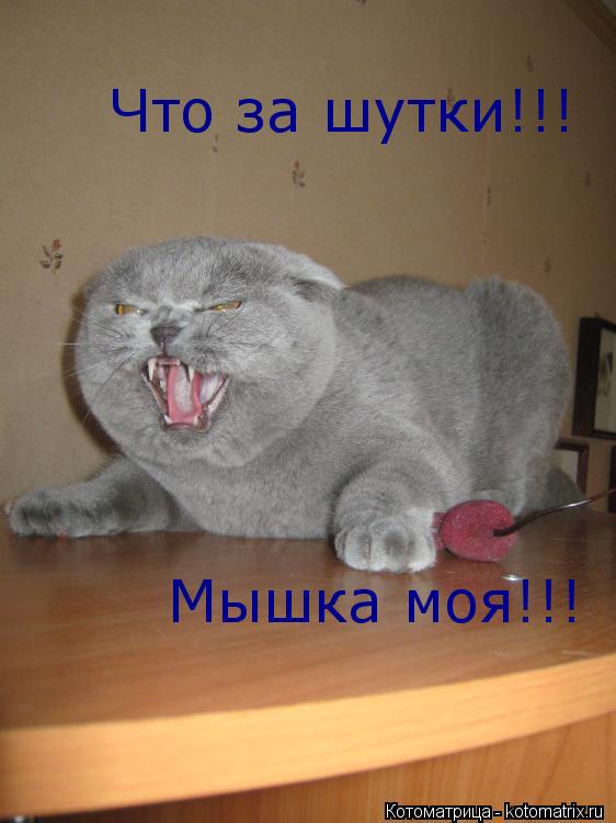 Что за шутки!!! Что за шутки!!! Мышка моя!!!... Котоматрица: Что за шутки!!! Что за шутки!!! Мышка моя!!!