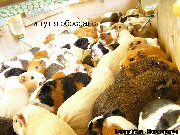 и тут я обосрался!... Котоматрица: и тут я обосрался!