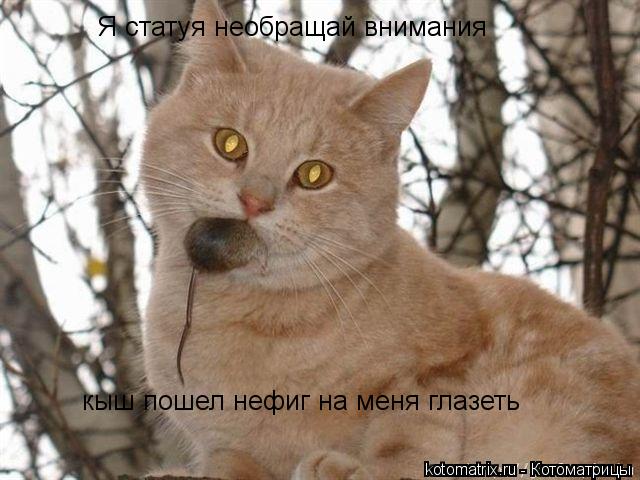 Я статуя необращай внимания кыш пошел нефиг на меня глазеть... Котоматрица: Я статуя необращай внимания кыш пошел нефиг на меня глазеть