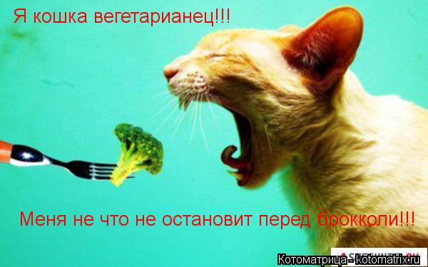 Я кошка вегетарианец!!! Меня не что не остановит перед брокколи!!!... Котоматрица: Я кошка вегетарианец!!! Меня не что не остановит перед брокколи!!!