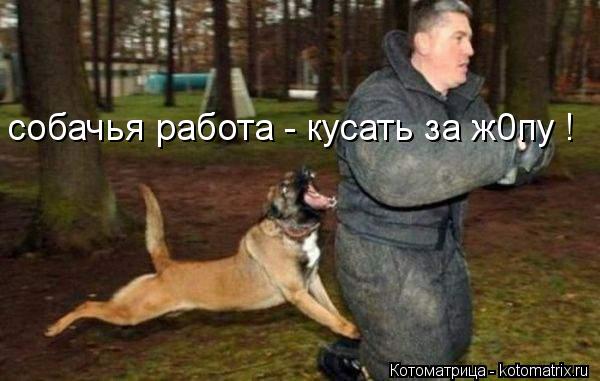собачья работа - кусать за ж0пу !... Котоматрица: собачья работа - кусать за ж0пу !